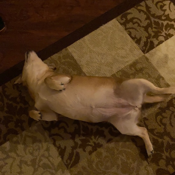 Meet your Posher, Helena - Picture 3 of 4